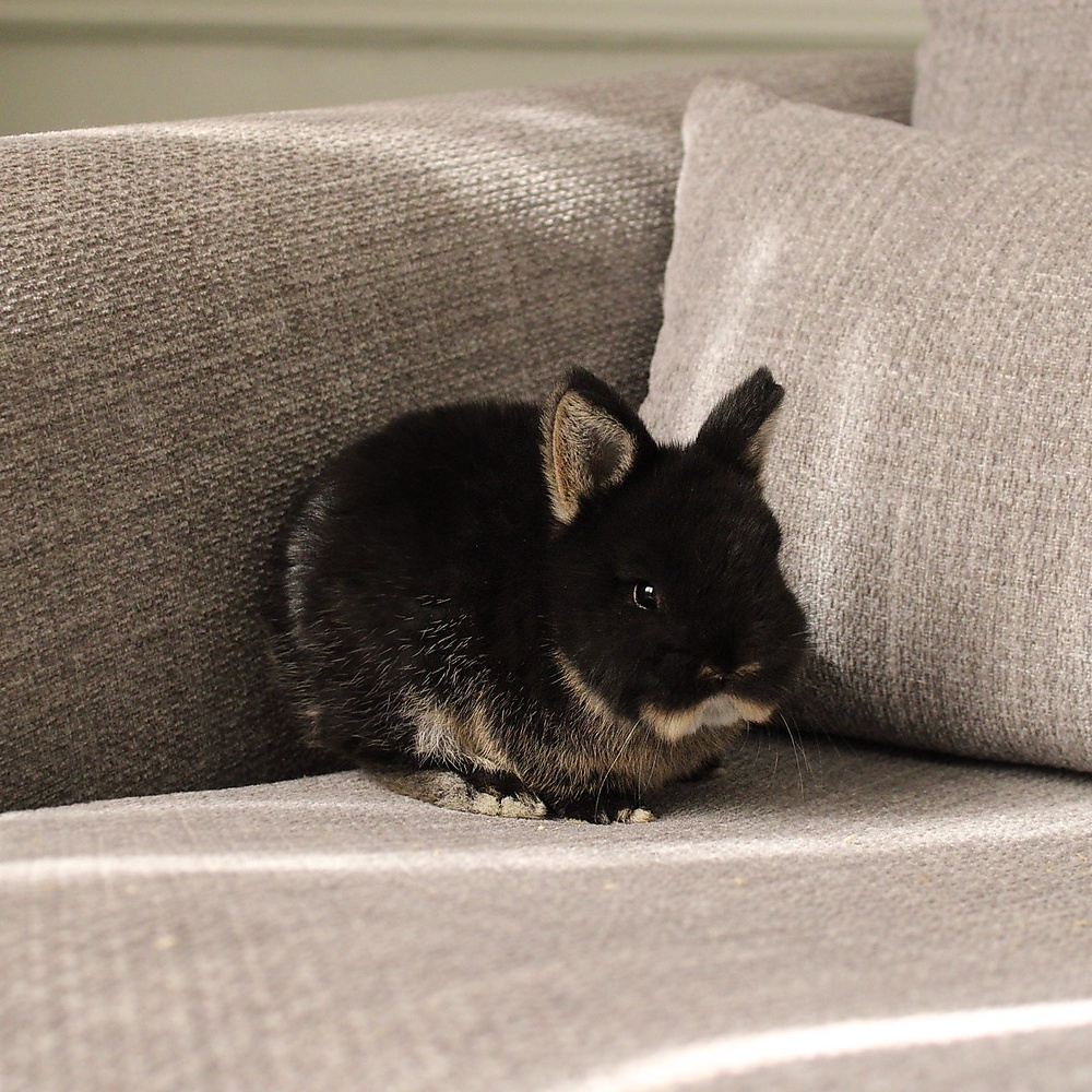 Netherland dwarf - black otter