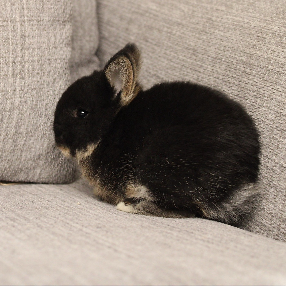 Netherland dwarf - black otter