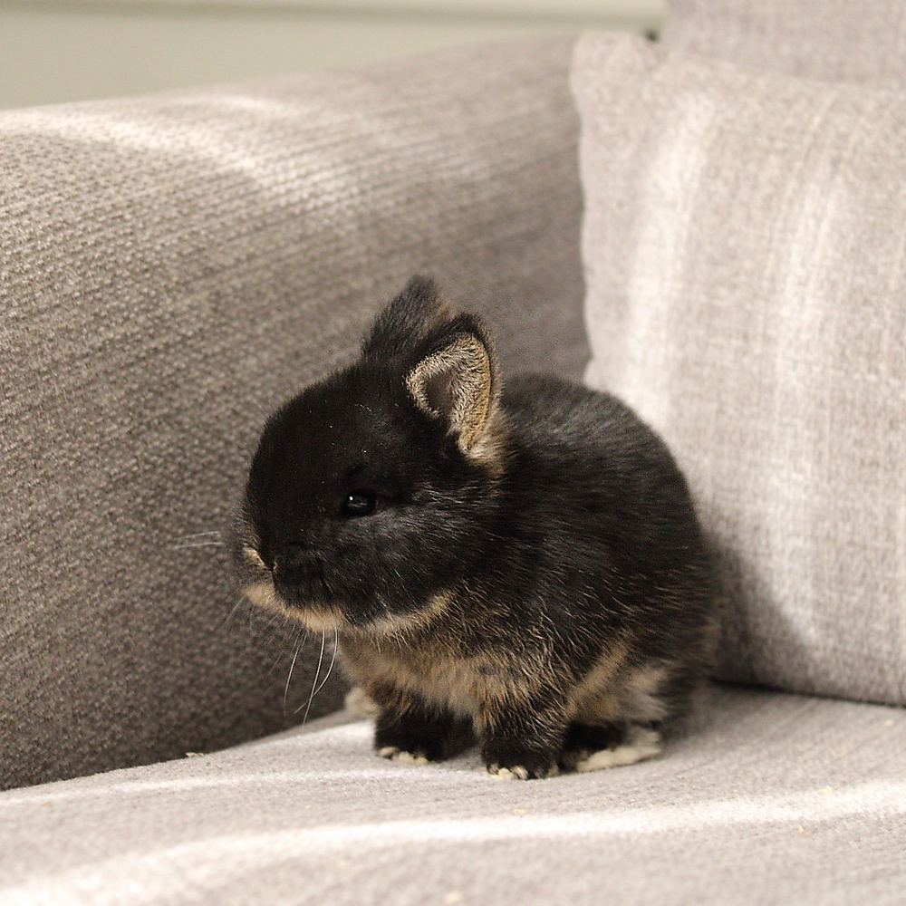 Netherland dwarf - black otter