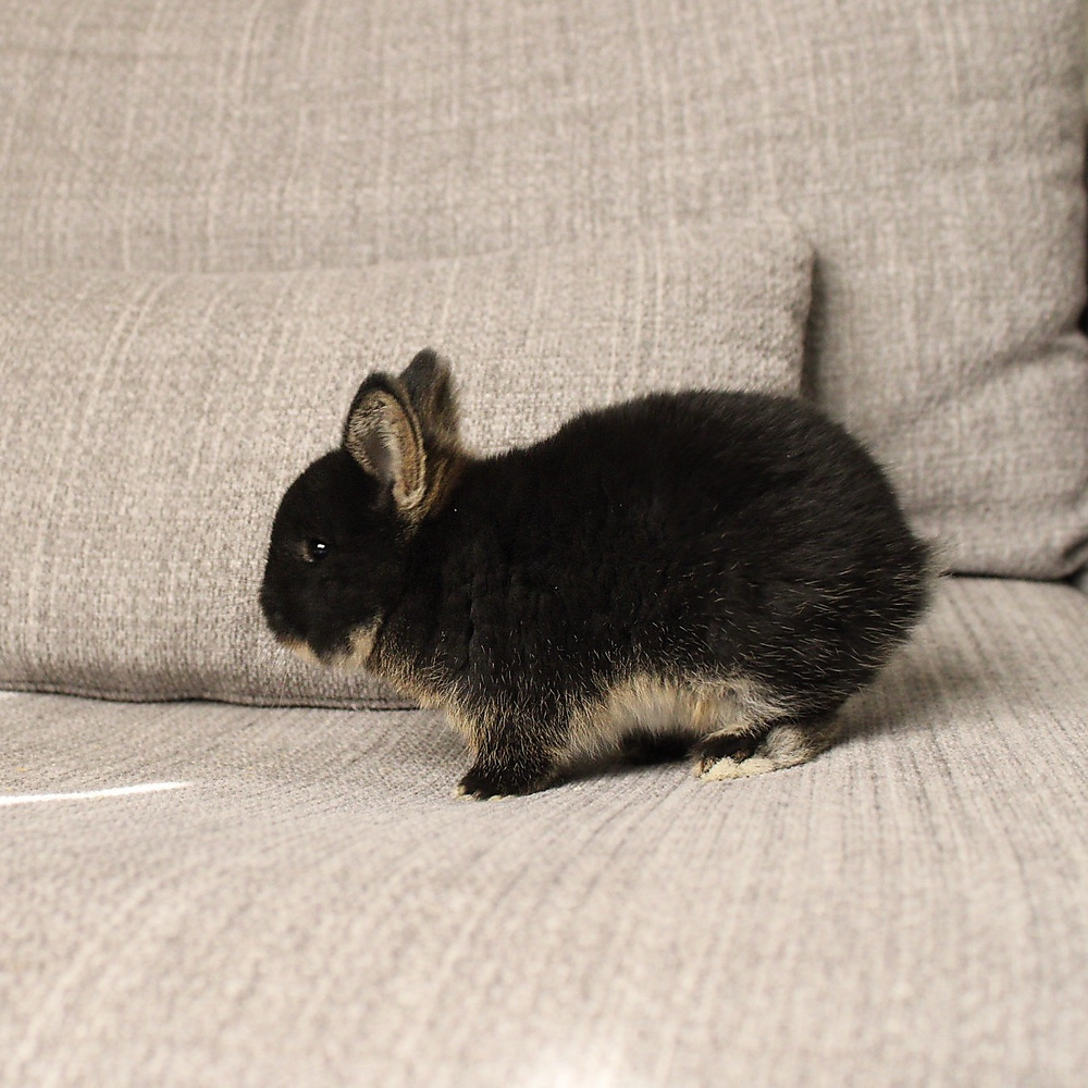 Netherland dwarf - black otter