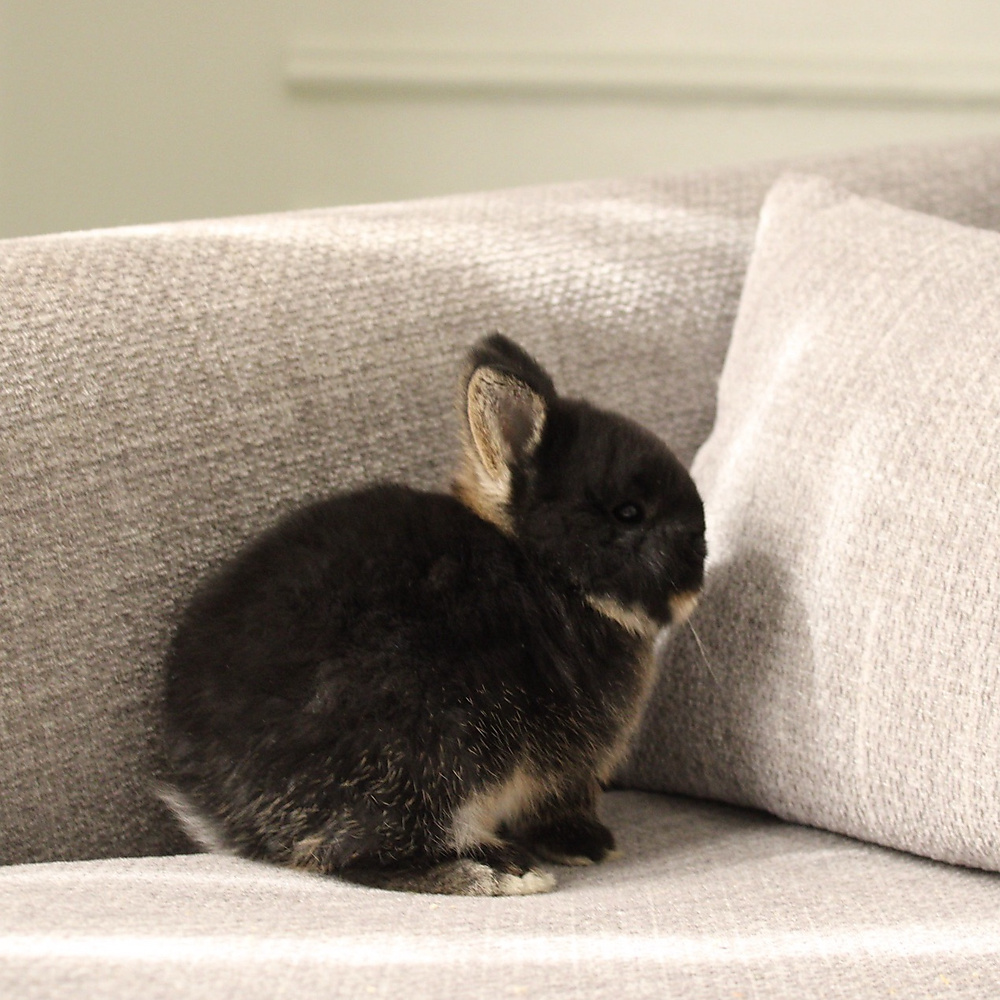 Netherland dwarf - black otter