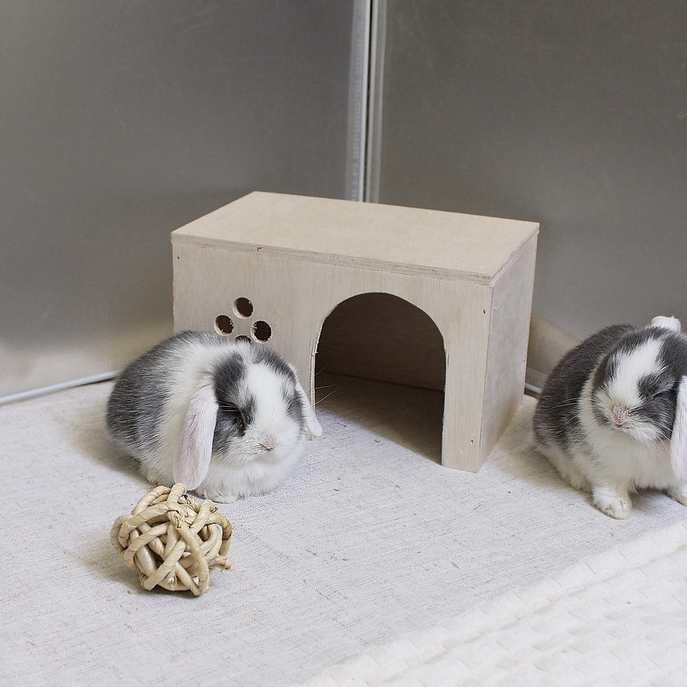 Bunny Hideout