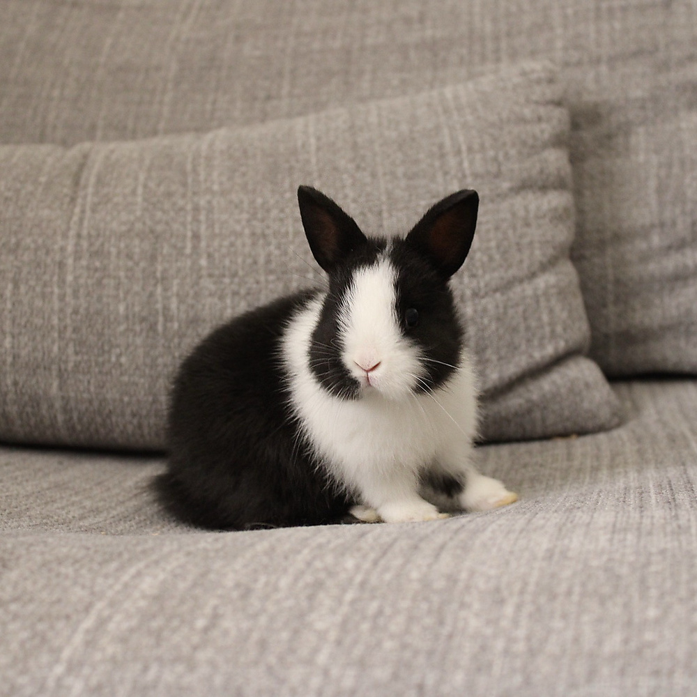 Netherland dwarf - black vm