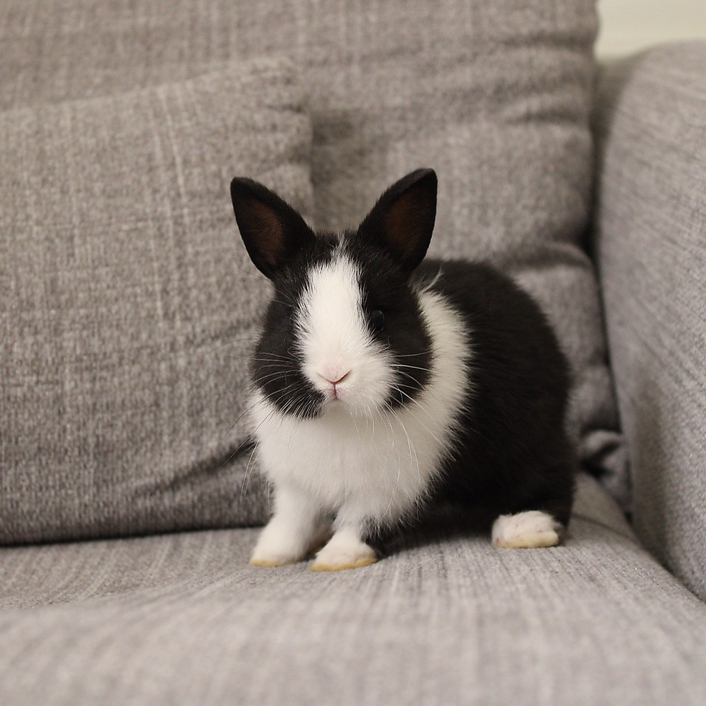 Netherland dwarf - black vm