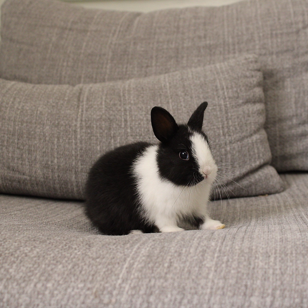 Netherland dwarf - black vm