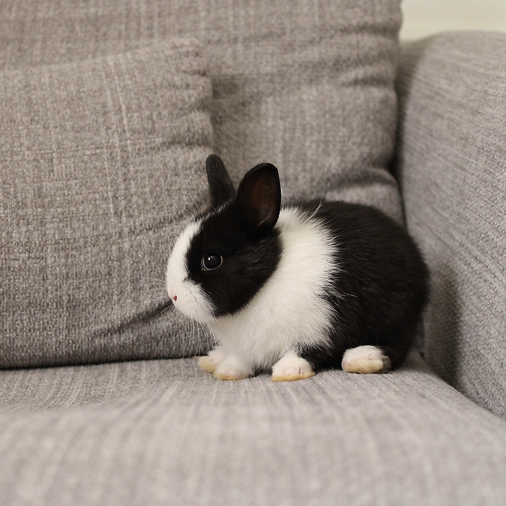 Netherland dwarf - black vm