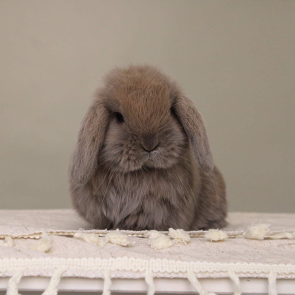 Holland lop - blue tort