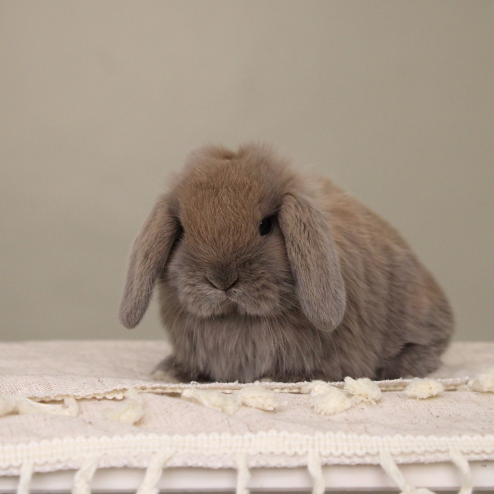 Holland lop - blue tort
