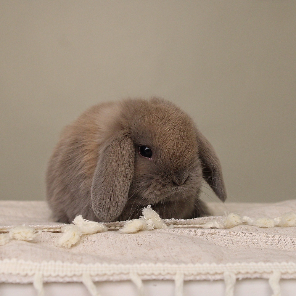 Holland lop - blue tort