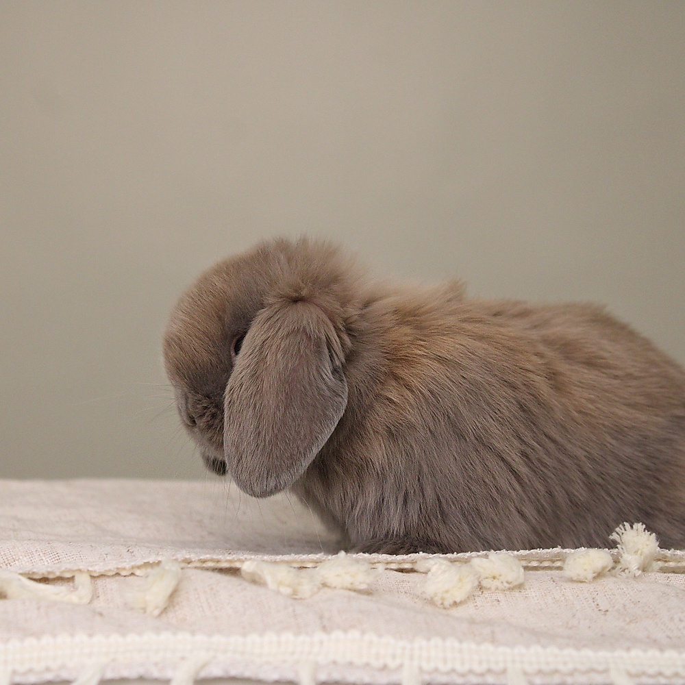 Holland lop - blue tort