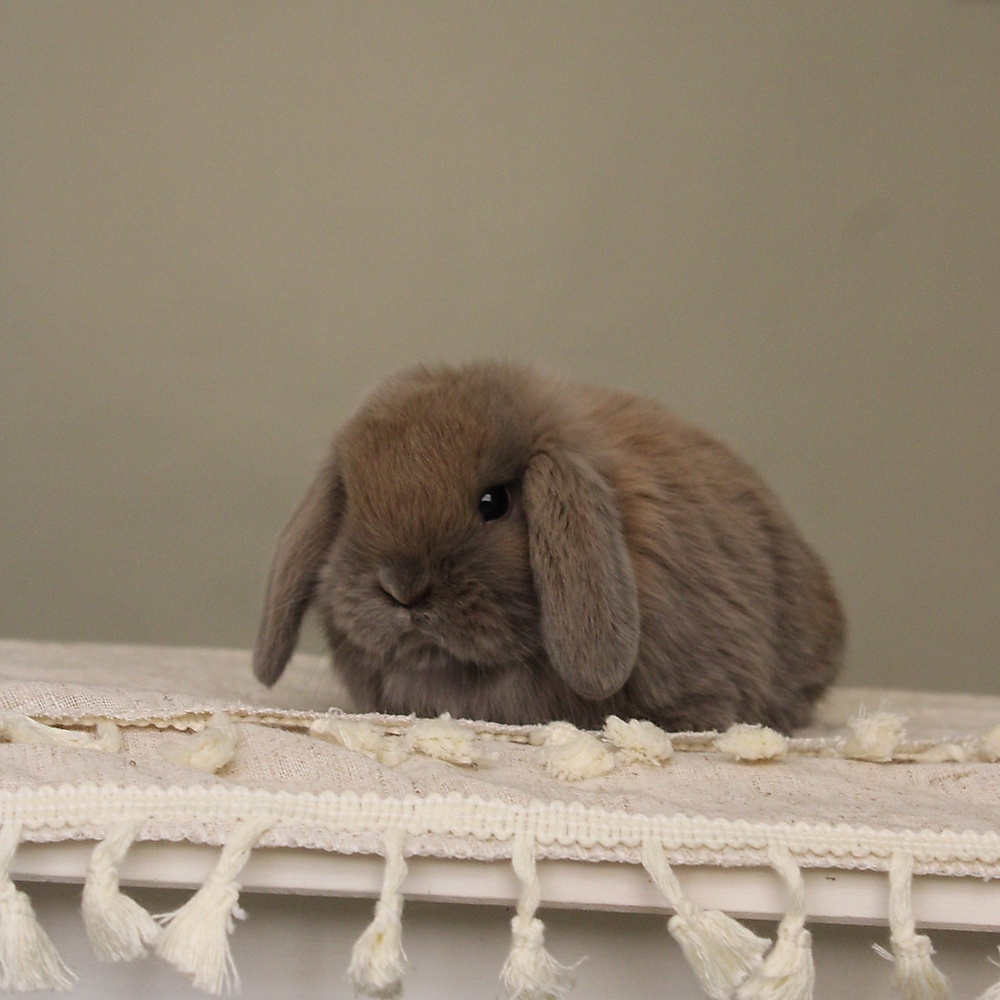 Holland lop - blue tort
