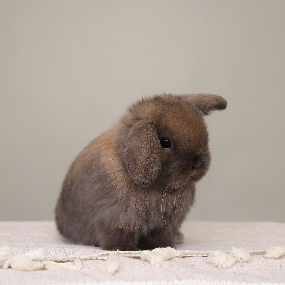 Holland lop - black tort