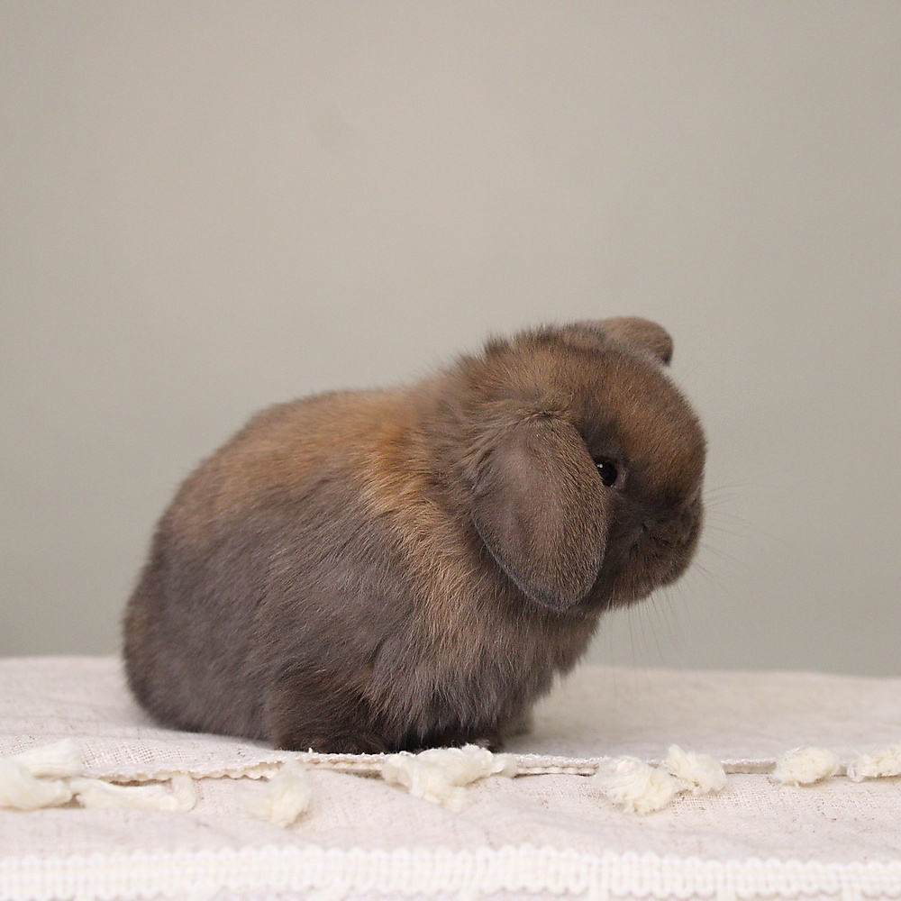 Holland lop - black tort
