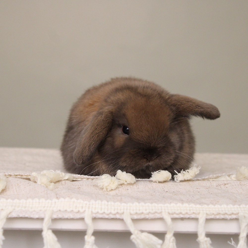 Holland lop - black tort