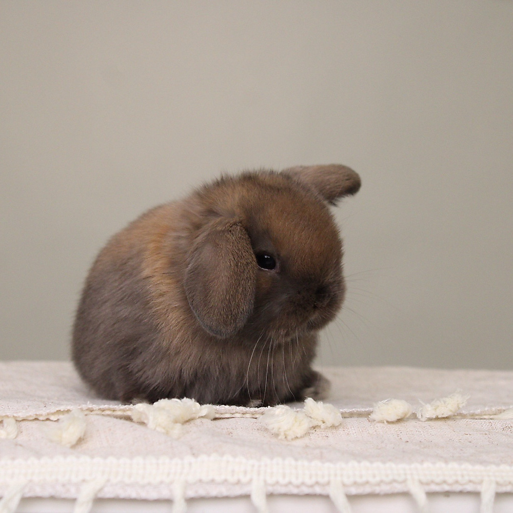 Holland lop - black tort