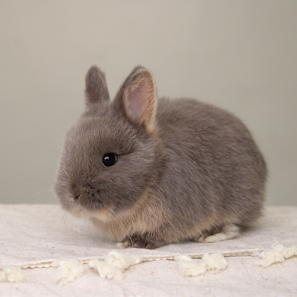 Netherland dwarf - blue otter