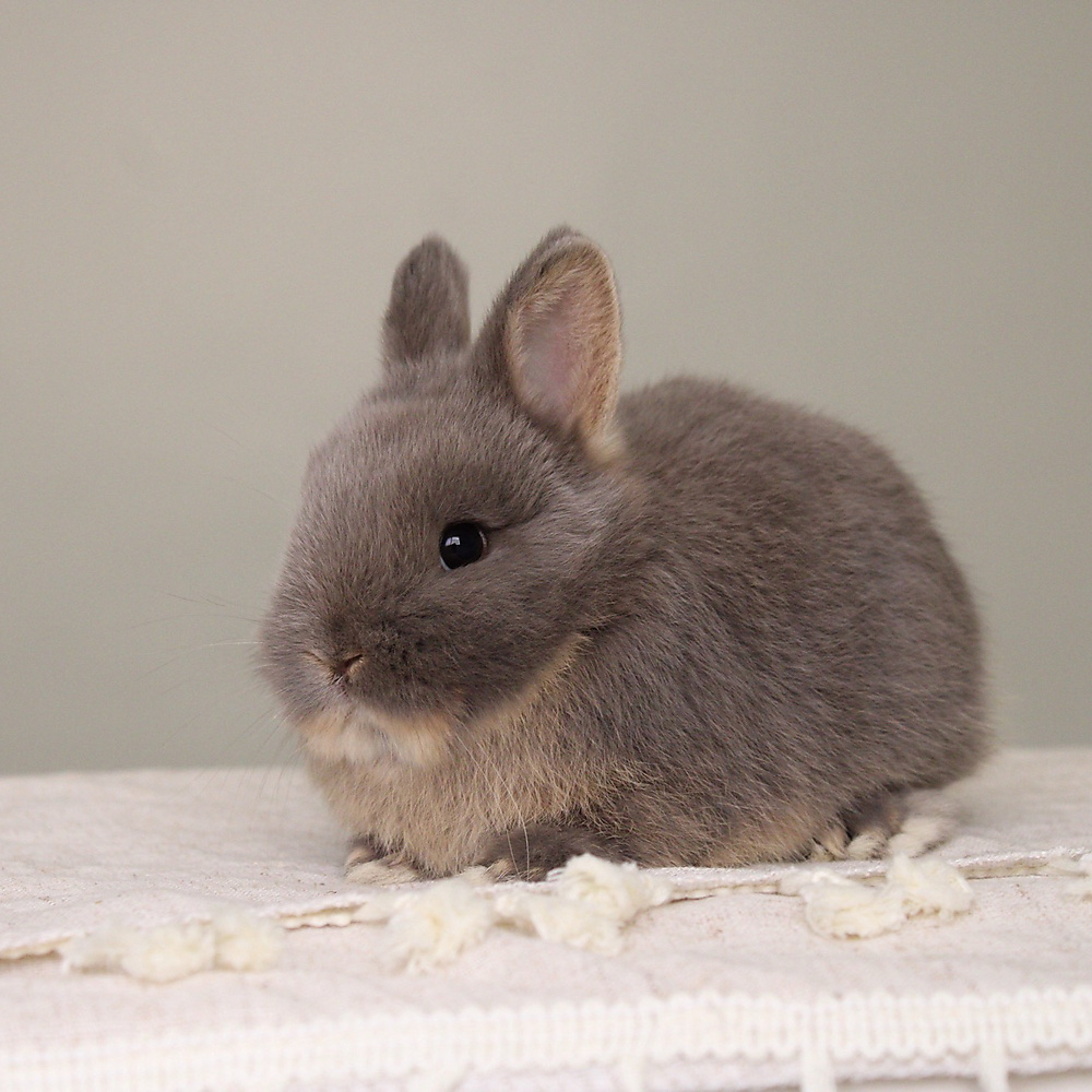 Netherland dwarf - blue otter