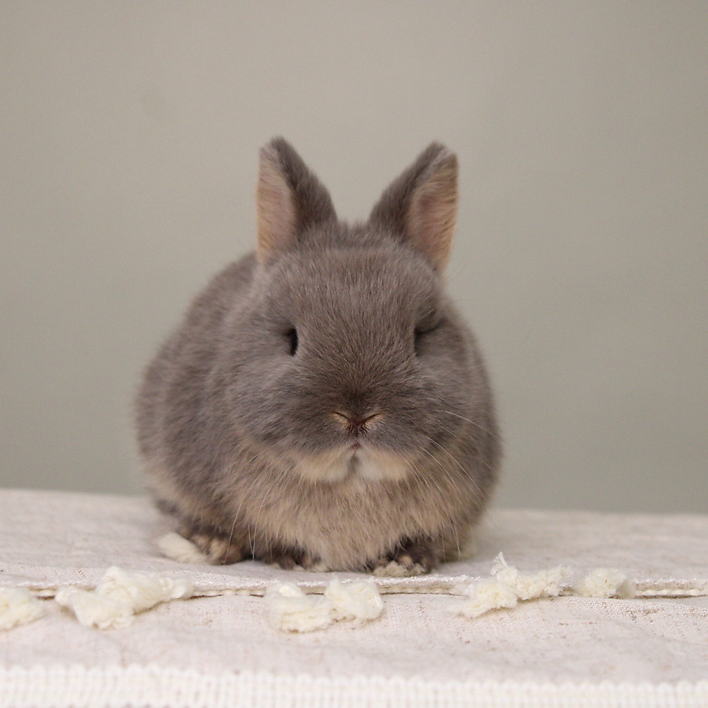 Netherland dwarf - blue otter