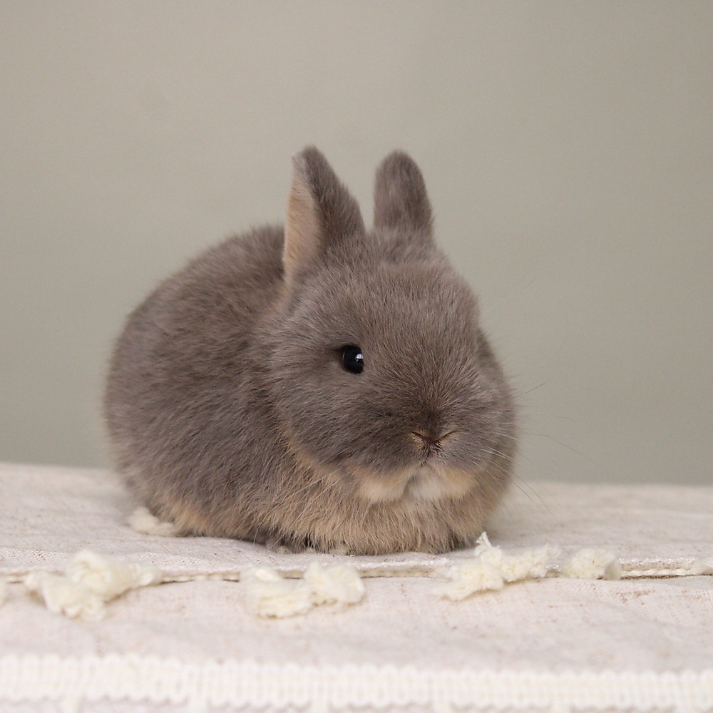 Netherland dwarf - blue otter