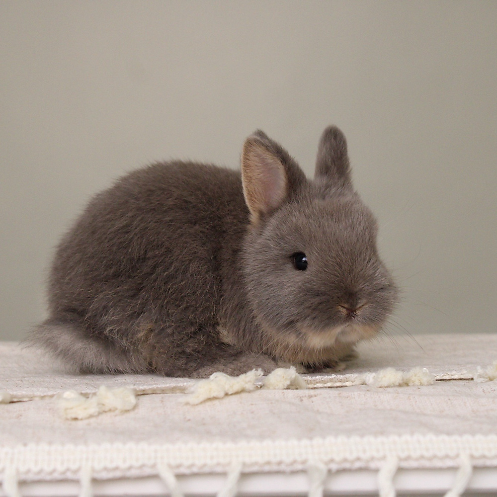 Netherland dwarf - blue otter