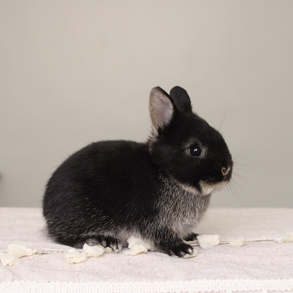 Netherland dwarf - black otter