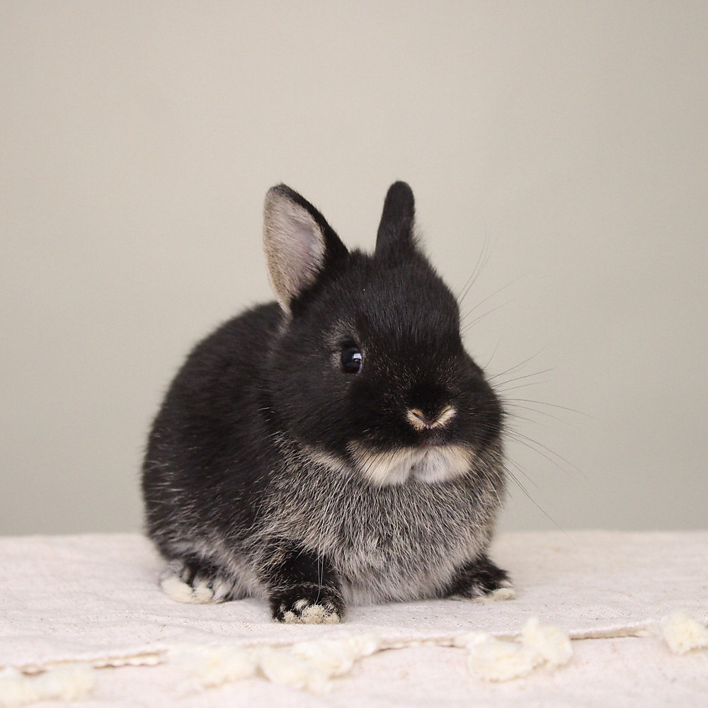 Netherland dwarf - black otter