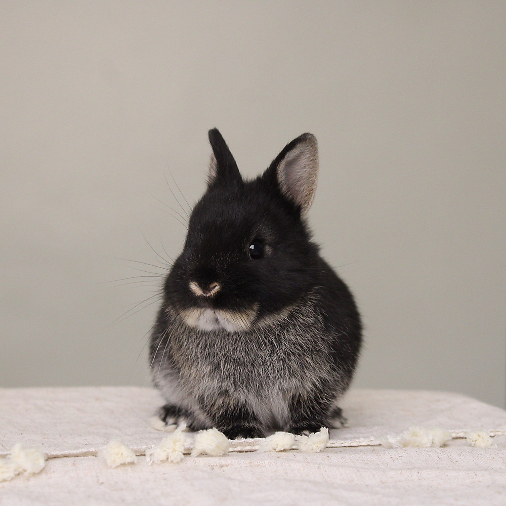 Netherland dwarf - black otter