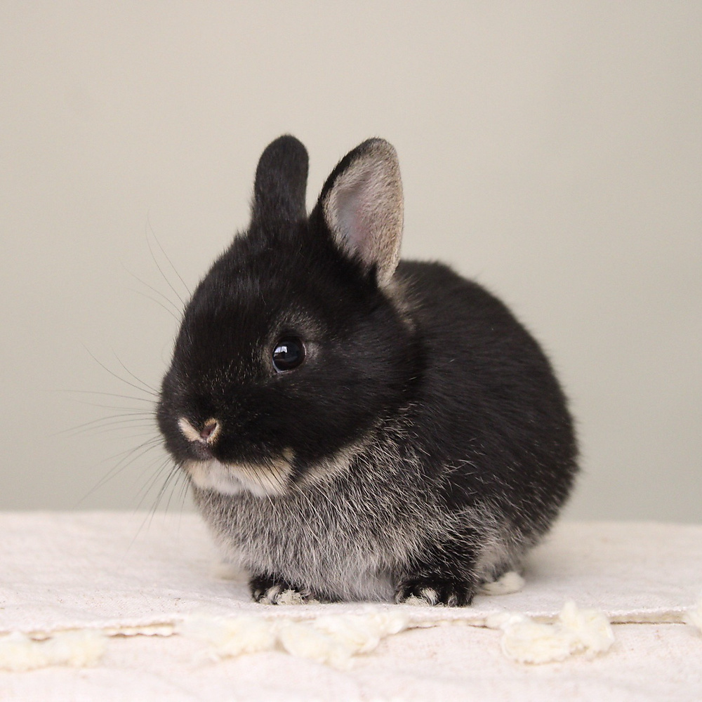 Netherland dwarf - black otter