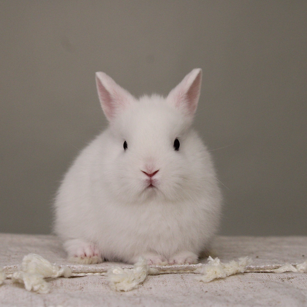 Netherland dwarf - BEW