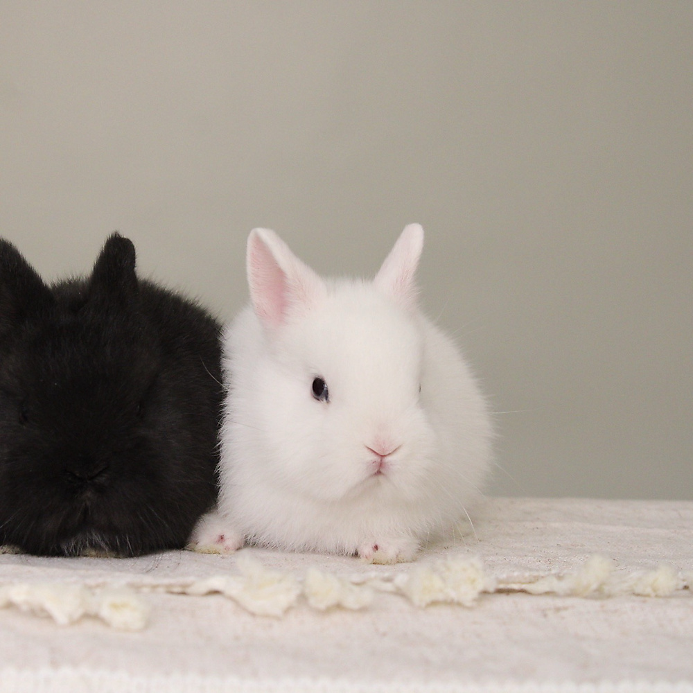 Netherland dwarf - BEW