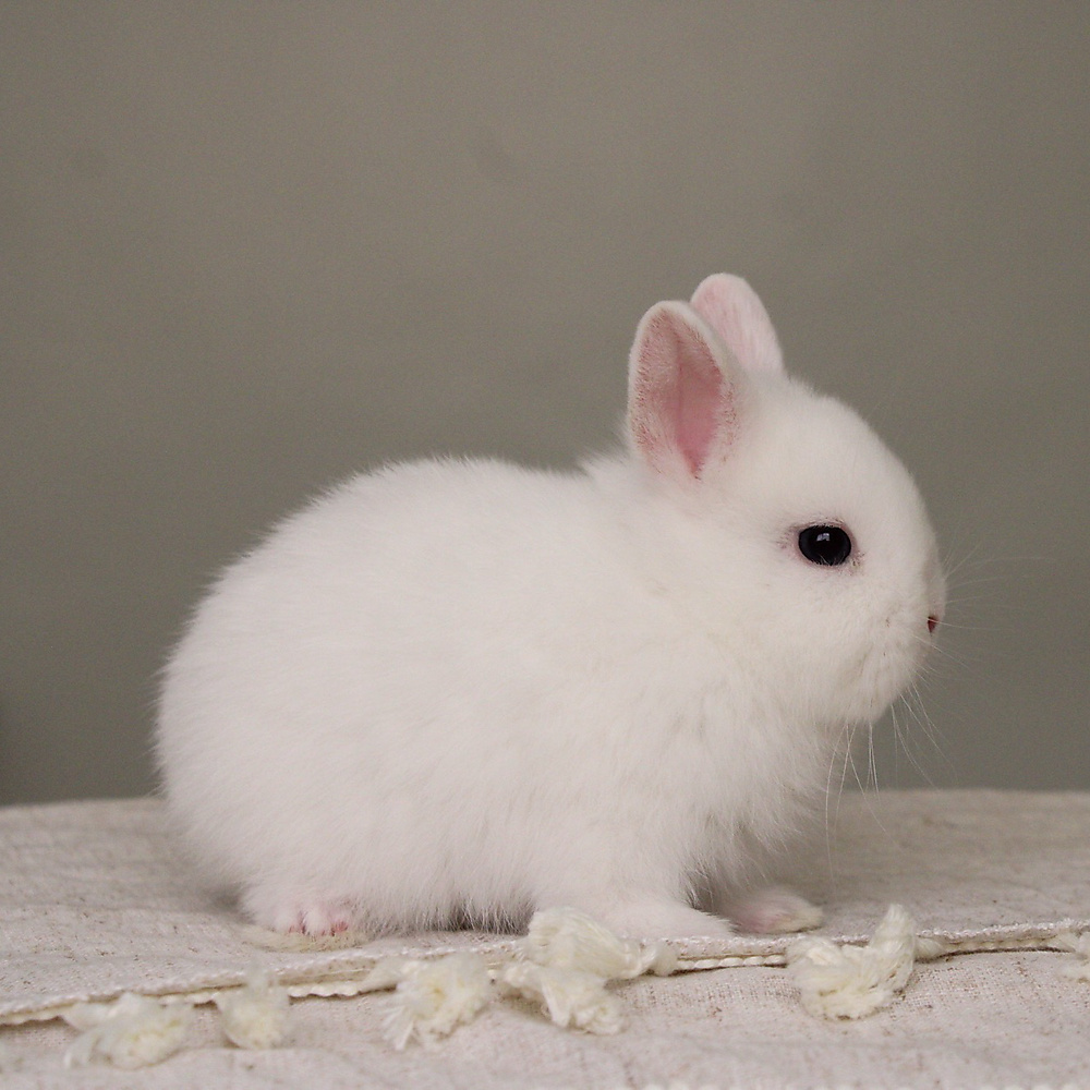 Netherland dwarf - BEW