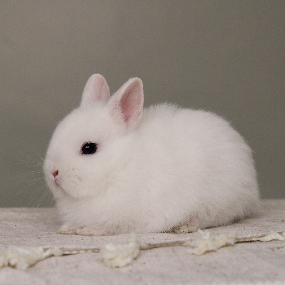 Netherland dwarf - BEW