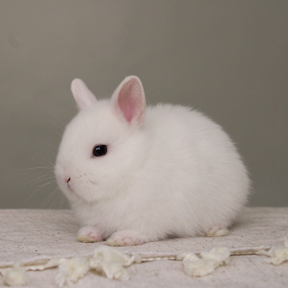 Netherland dwarf - BEW