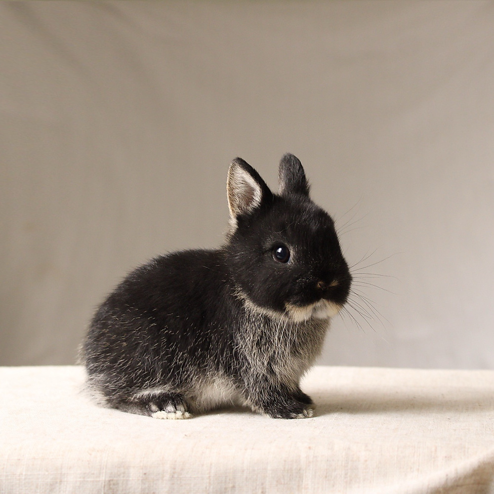 Netherland dwarf - black otter