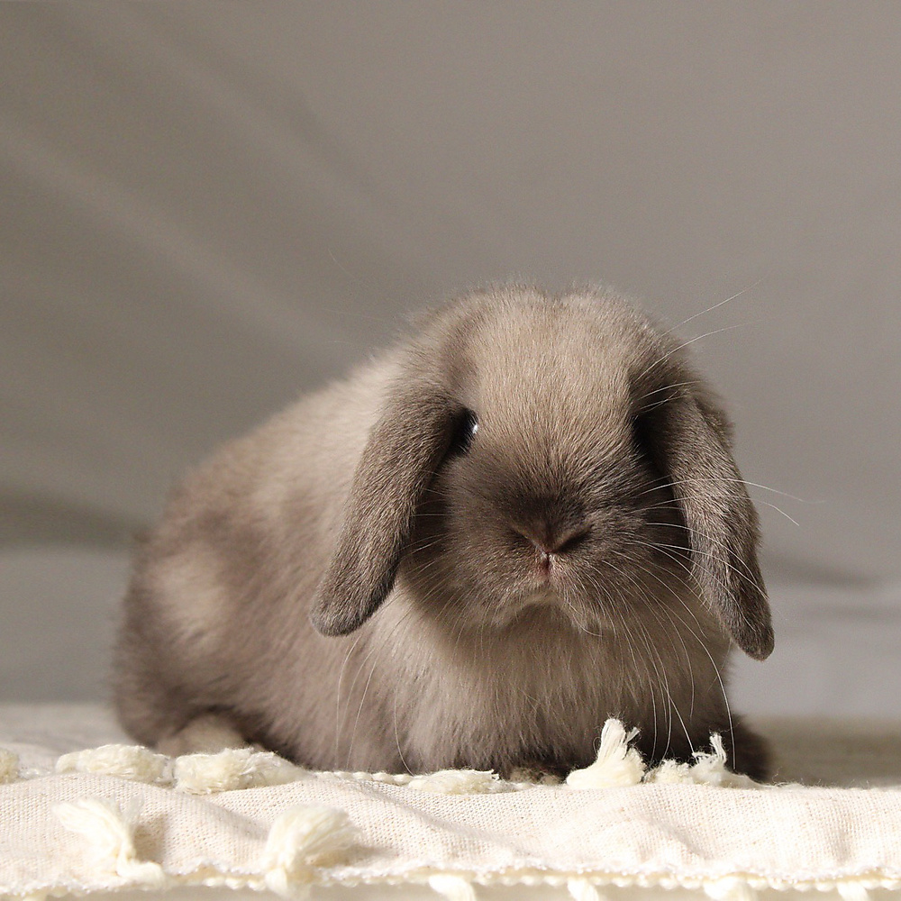 Holland lop - sable point