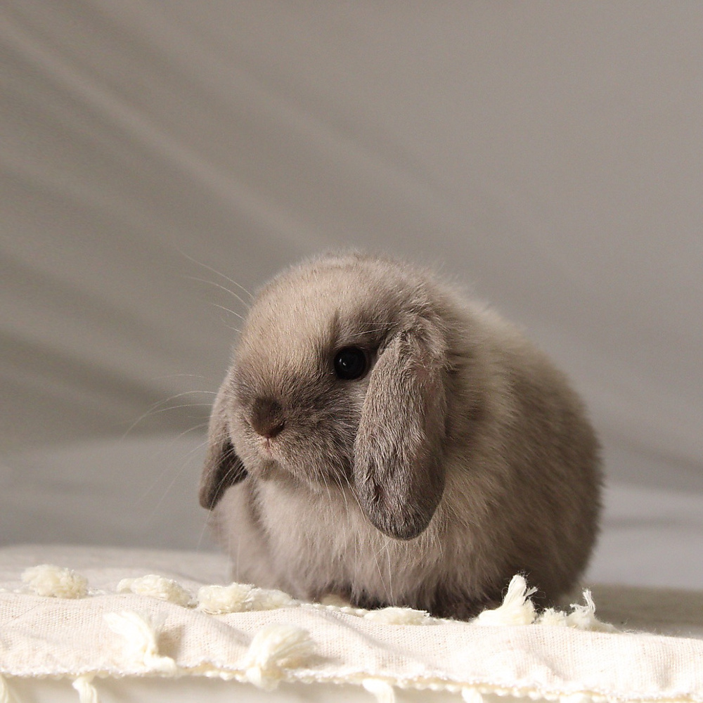 Holland lop - sable point
