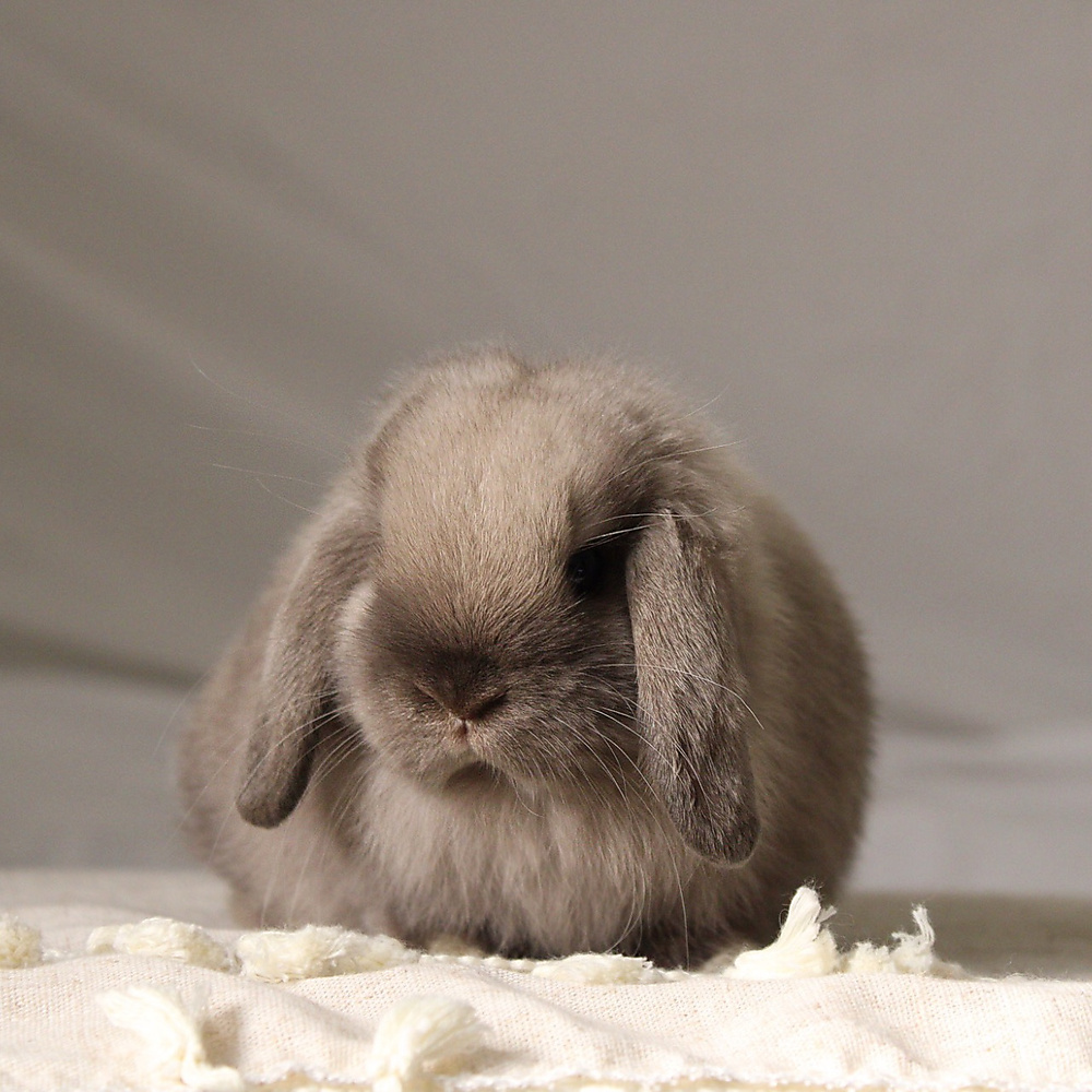 Holland lop - sable point
