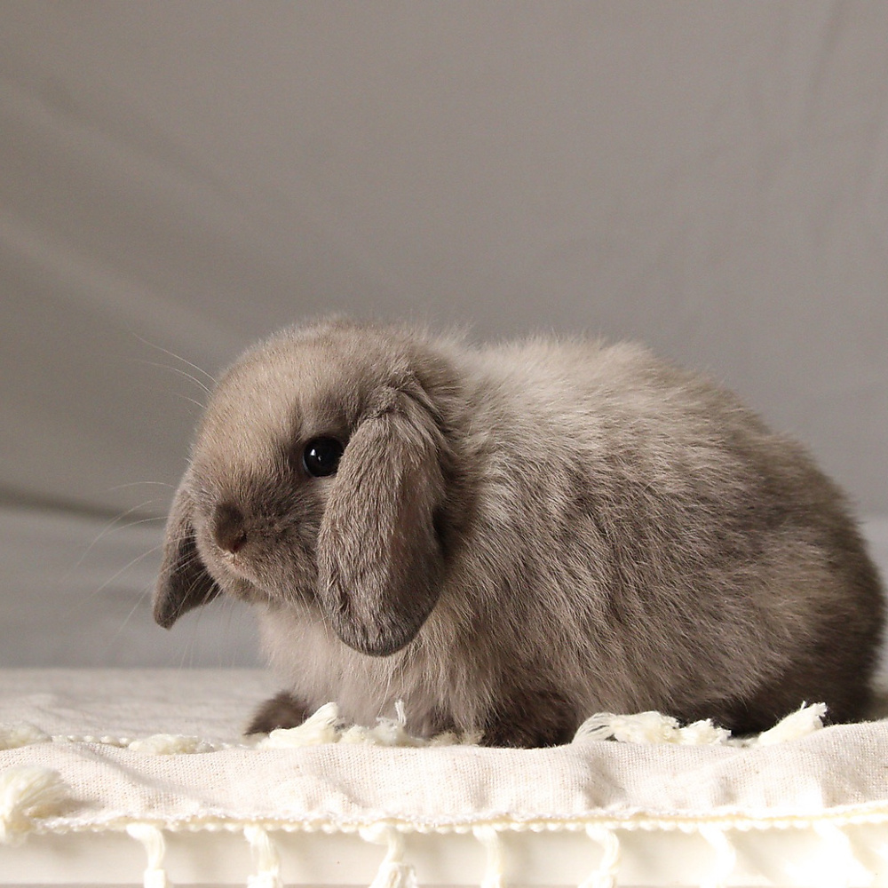 Holland lop - sable point