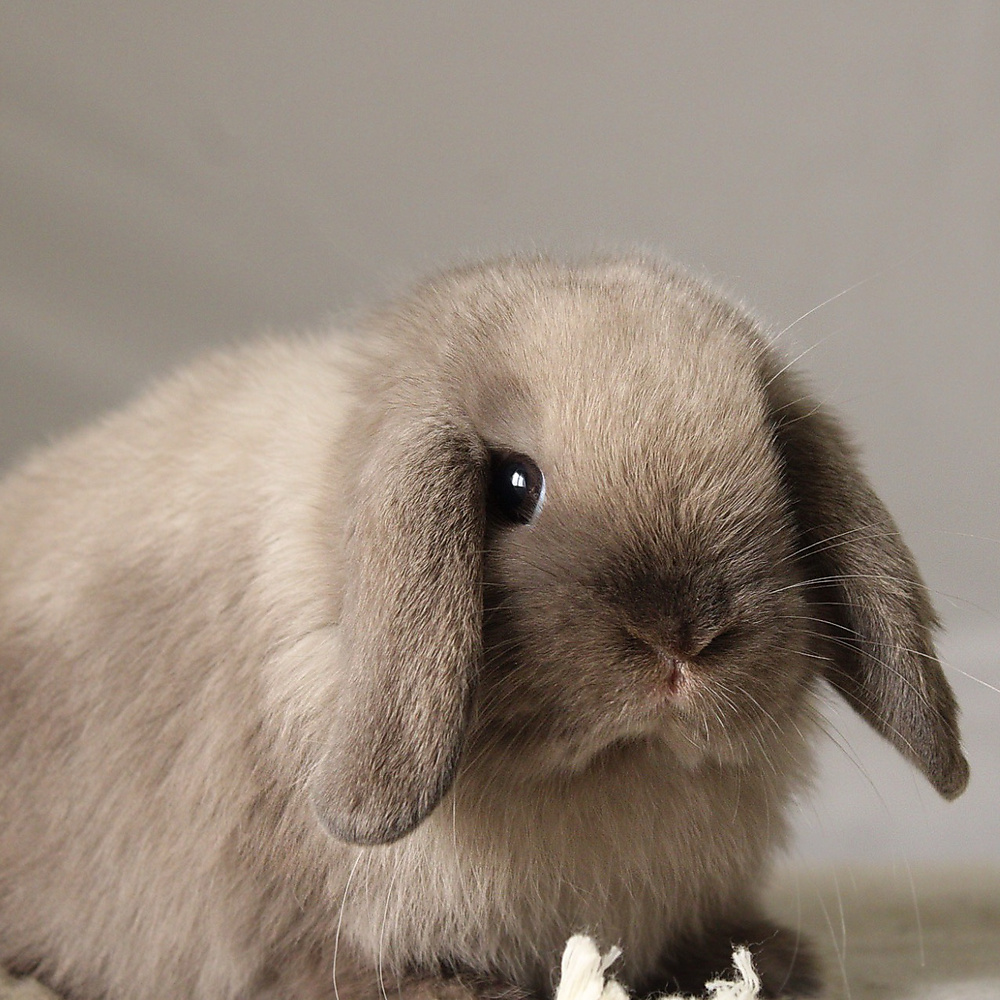 Holland lop - sable point