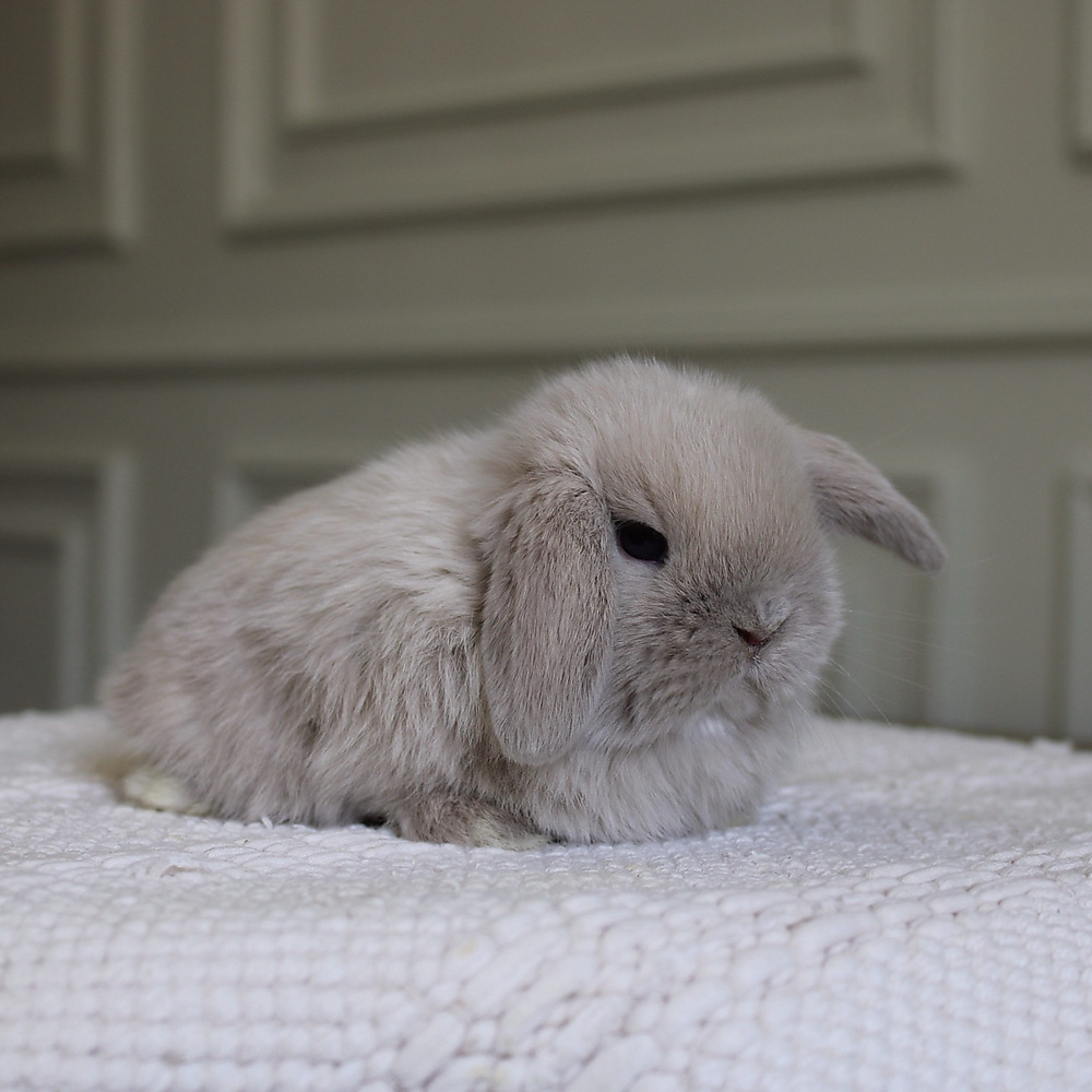 Holland lop - lilac tort