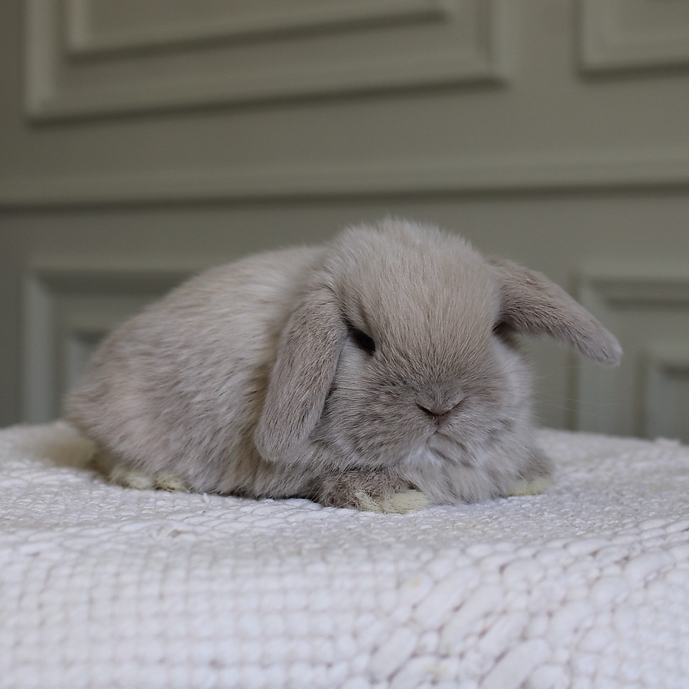 Holland lop - lilac tort