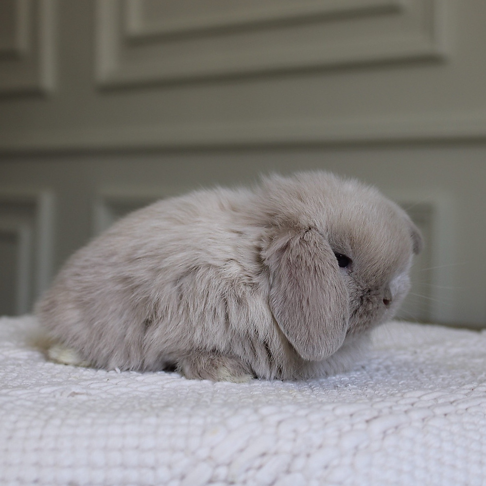 Holland lop - lilac tort