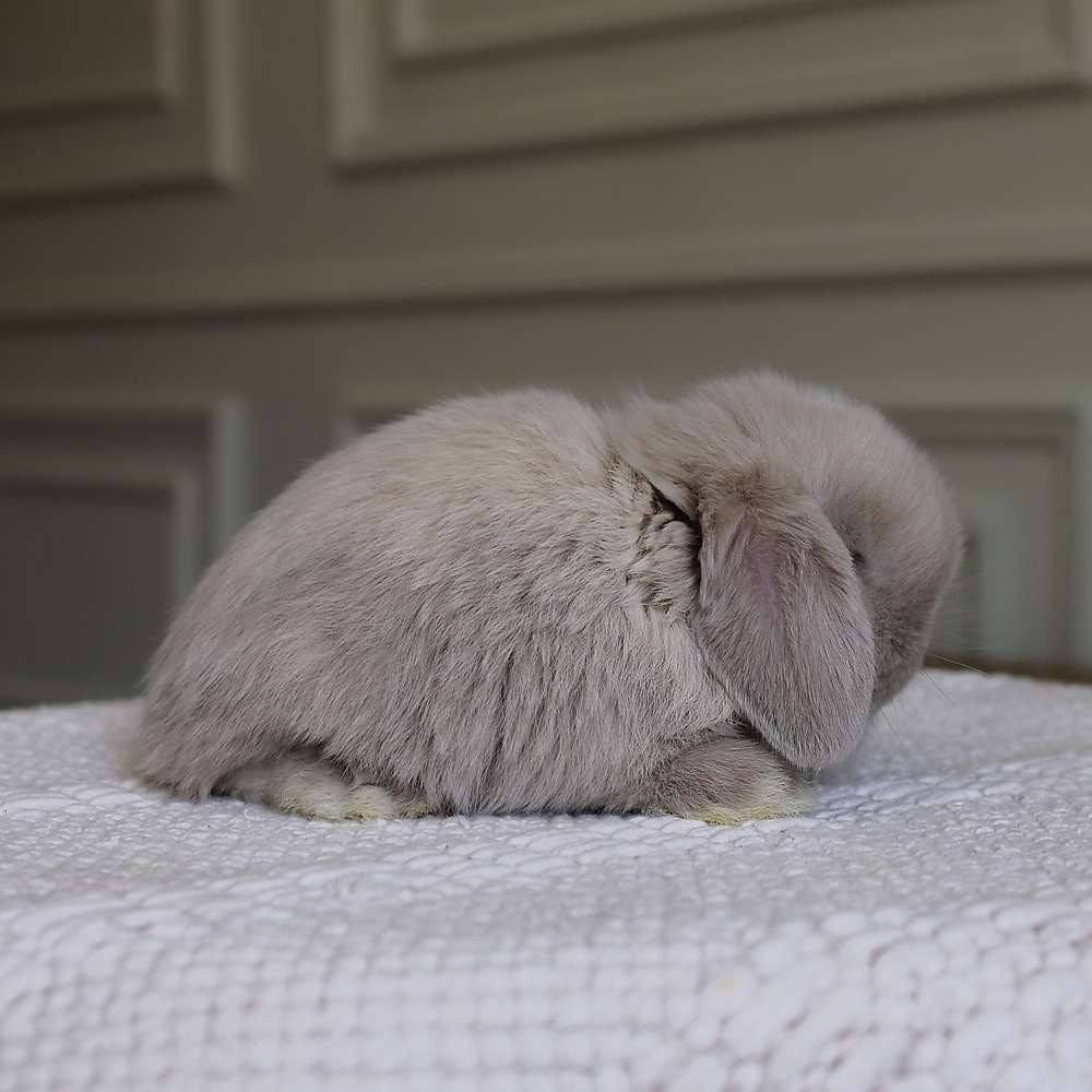 Holland lop - lilac tort