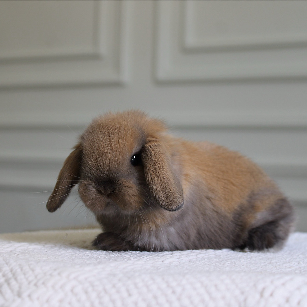 Holland lop - black tort