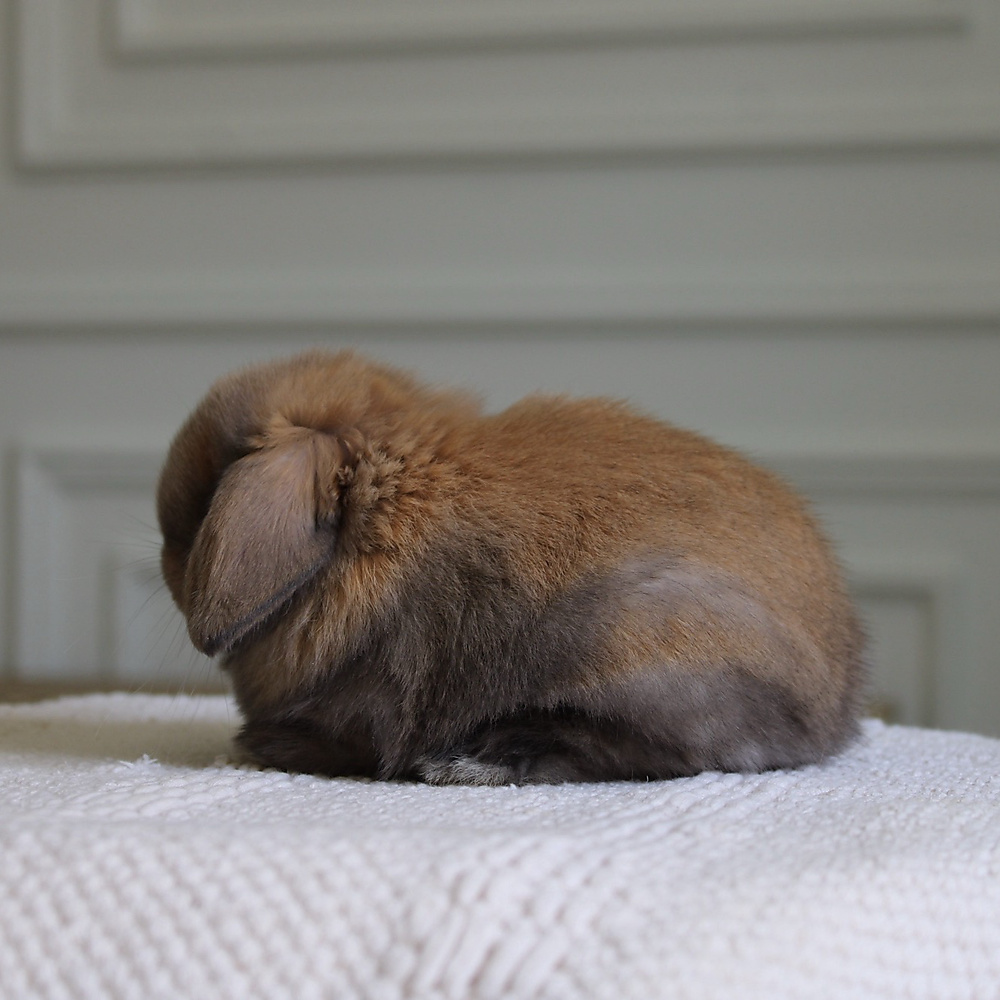 Holland lop - black tort