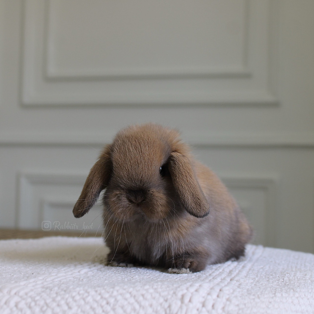 Holland lop - black tort