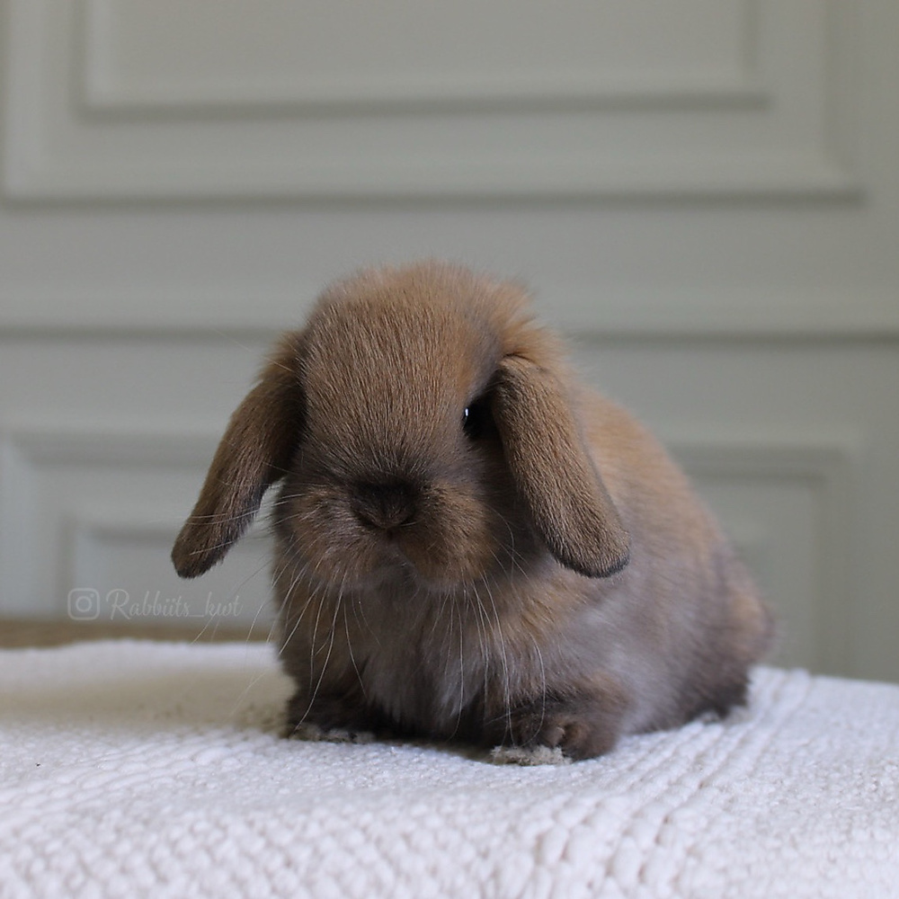 Holland lop - black tort