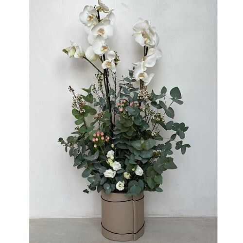 فازه حديقه الاوركيد مع سير الجلد