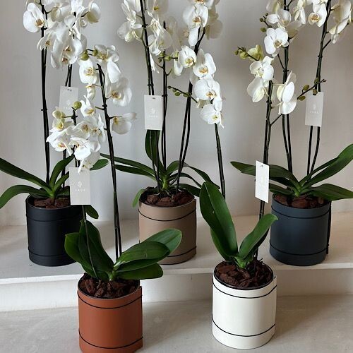 فازه الاوركيد مع سير الجلد