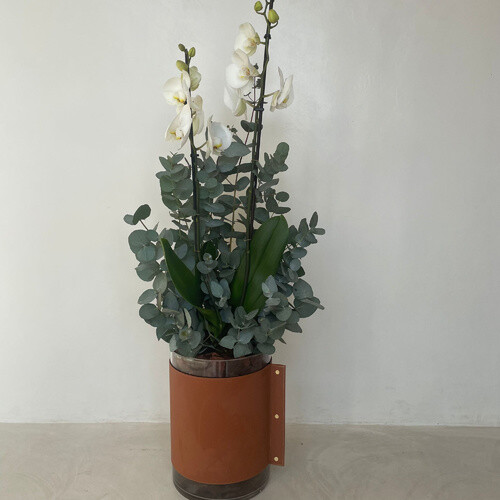 اوركيد جلد طويل